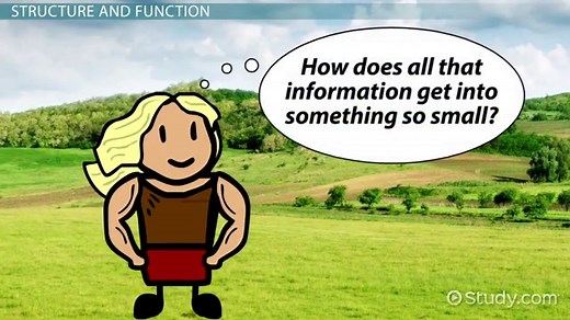 Genetic Material | Definition & Function