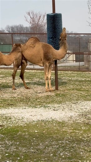 Camels
