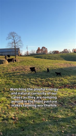 We think it’s funny when the calves take off running with their tails sticking straight up. The calves often run, jump, and enjoy their surroundings as they explore the pastures. It’s very entertaining to watch! #homeonthefarm #onthefarm #babycow #farmlifebestlife #farmlifestyle | Home on the Farm