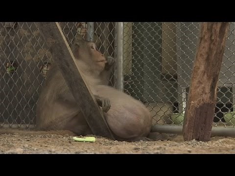 Meet 'Uncle Fat' - the morbidly obese monkey on a new diet
