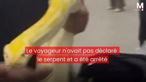 Un python de 3 mètres découvert dans un bagage à main en Ouzbékistan