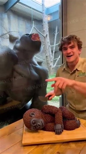 Gorilla Goes Crazy After Mistaking Cake for Real! 😱🦍🎂