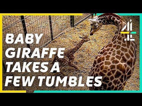 The Beautiful Birth Of A Baby Giraffe | The Secret Life of The Zoo