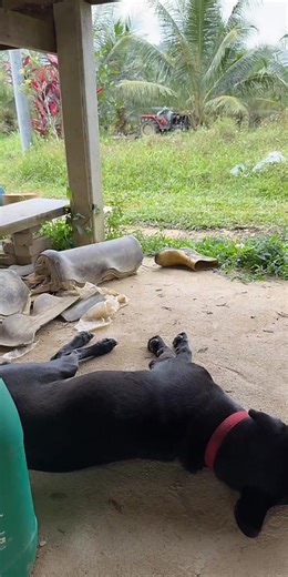 Live Highlights of Gardening with Dogs