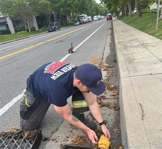 Ducklings rescued from storm drain by Mountain View firefighters