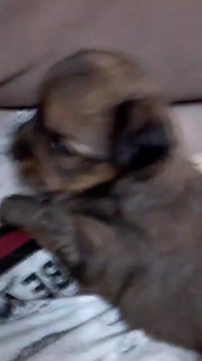 Videos de Cali Garcia (@caligarcia73) con “”