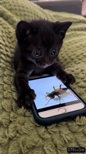 Smartphone via, capriccio. Otello arriva e sistema tutto ✨🐾#blackcat