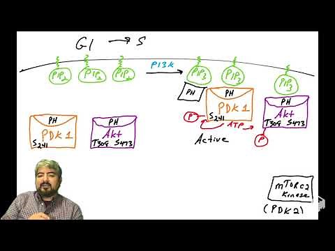 PI3K Akt pathway - part 6: Akt regulation