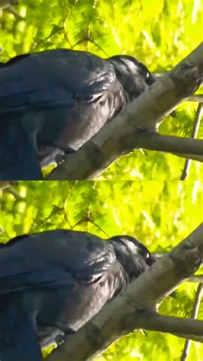 鳴いて鳴いて鳴き疲れたカー#ハシブトガラス#crow #raven #birds #nature #wildlife