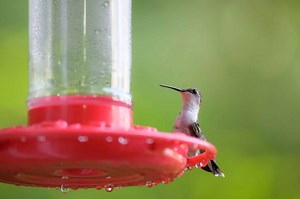 The 4 Best Places You Should Hang Your Hummingbird Feeder