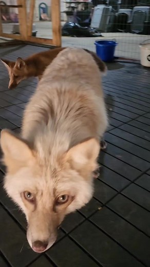 Thank you to everyone who sent flooring tiles. We were able to redo three enclosure floors. We would love to get two more enclosures that are in need of new floors this weekend, but need your help. We are in need of 300 tiles to complete our Beauty and the Beast Arctic crew and Alice in Wonderland crew's enclosures. If you are able to send a pack of 9, 27 or 36 We can't say thank you enough! Please click the link to visit our Amazon wishlist to send tiles our way. Thank you to everyone for your 