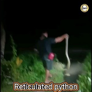 Released of a Reticulated python back into the wild was done by Agus...