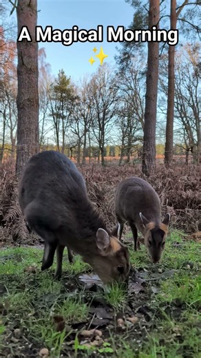 Nature’s Magic Moment: Wild Muntjacs at Sunrise 🦌✨ #shorts