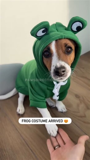 Jack Russell Terrier | Turn your dog into the cutest little frog with the Frog Costume 💚 | Instagram