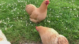 Buff bantams