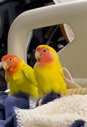 Exquisite Lovebirds: A Delight for Bird Lovers