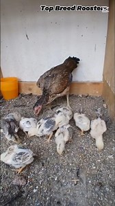 Mama Hen With Babies 🐔🐥#chicks #motherhen #cutechicks #farmanimals #chicken #animalshorts#viralvideo