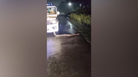 Python slithers out of police mobile patrolling in village