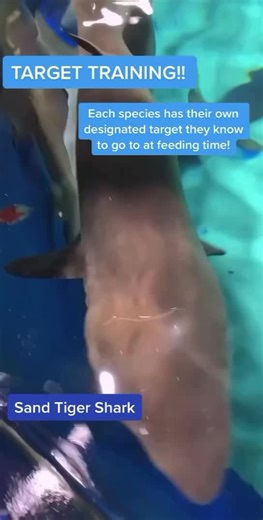 2.9K views · 65 reactions | What does it take to feed some of the largest animals at OdySea Aquarium?? 麗  | OdySea Aquarium | Facebook