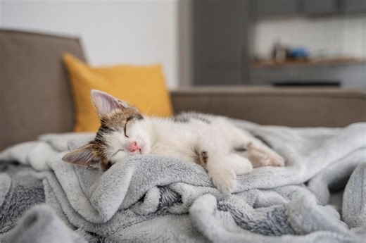 Tak Hanya Sekedar Tidur, Ternyata Ini 5 Arti di Balik Posisi Tidur Kucing | Kids