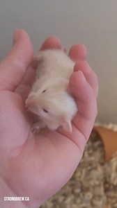 Feeling pretty blue but the #GuardianPups certainly help. #Temari is so funny and spunky, which makes me smile. They have a small terracotta pot in their bin and yesterday momma Root Beer was stuffed inside it with a couple of the babies. Of course I was too slow to grab a photo or video! Thanks for all your kind words about Kiki. I read all the comments, even if I didn't reply. I am usually pretty good with deaths but this one was hard. I really wanted to see her thrive and get bigger. I'm just