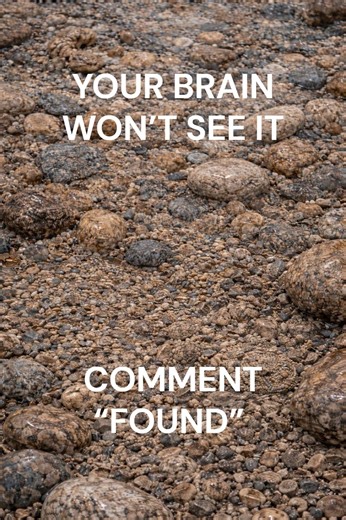 95% FAIL THIS Hidden Toad Test