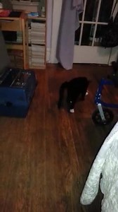 Satoru-chan fetches his mousie. | David Toshiyuki