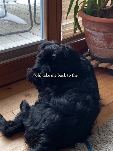 Understanding the Standard Schnauzer Breed
