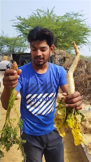 How long will this vegetable survive in the soil? #experiment #vejitebl#send part 2