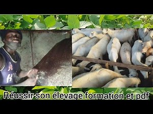 Voici comment bien réussir son élevage de mouton chèvre même sans pâturages