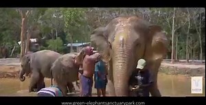 - Best rated Elephant Sanctuary in Phuket 🐘❤️ - Fall in love with Elephants.🐘❤️🐘❤️ - True Ethical Experience 🐘❤️🐘❤️ - Meet the gentle Giants 🐘❤️🐘❤️ - SGS Animal Welfare verified 🐘❤️🐘❤️ | Green Elephant Sanctuary Park Phuket