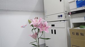japanese scientists artificially pollinate flowers with a bee-drone