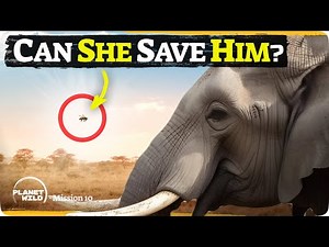 We're saving elephants... with bees!