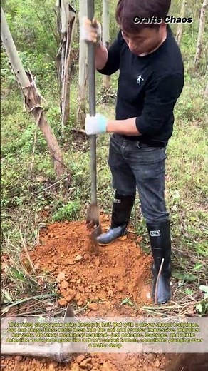 DIY Gardening Hack: How to Dig for Deep Yams with a Shovel Simple Shovel Technique for Digging Long