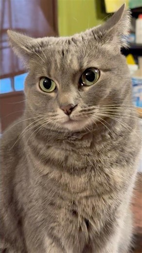 🐾 Laugh-Out-Loud Cat Compilation 😹 Cute & Funny Cat Moments You’ll Love #catvideos