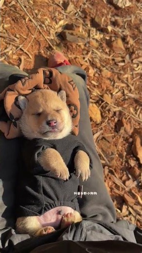 Do you have troubles too? little milk dog pastoral dog puppy