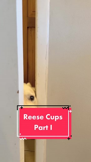 Stranger danger the REESE Cup! Part One 🍫 video credits @jasonbankscomedy #fyp #foryou #jasonbanks #jasonbankscomedy #reese #dogs #dogsoftiktok #charleyandthebigguy