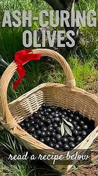 🫒 TRADITIONAL ASH-CURED BLACK OLIVES Your family olive harvest deserves this ancient method