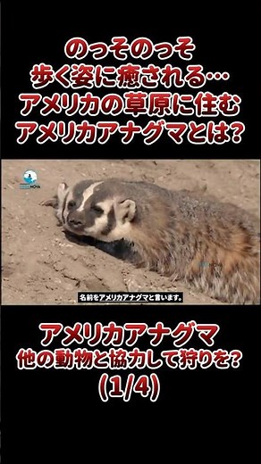 Their slow, plodding gait is soothing... What are the American badgers that live on the American ...