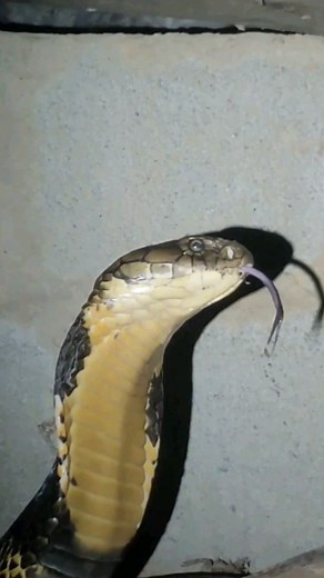 14K views · 205 reactions | This king cobra was first seen moving...
