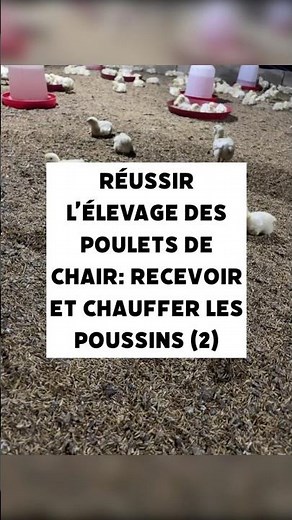 Réussir l’élevage des poulets de chair: recevoir et chauffer les poussins (2) | Technique