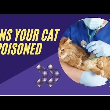 Signs that your cat is poisoned: What to do: #catpoisoning#kittenpoisoningsymptoms