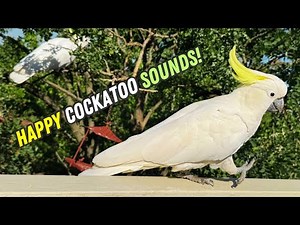 Cockatoo Sounds Australia