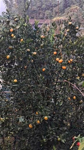 Organic Orange Garden In Soureni Busty Mirik Darjeeling #pranesh143 #praneshpradhan #organic #shorts