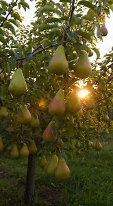 How to Grow a Pear Tree from a Pear Fruit Step by Step, with Easy Care Tips | Top garden tricks