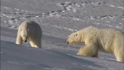 Frozen Planet ★ BBC Nature Series with Subtitles, MKV, 2 Languages