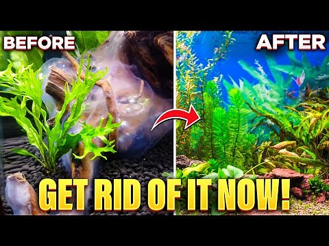 How To Get Rid Of White Algae In Your Aquarium (Quick & Easy)