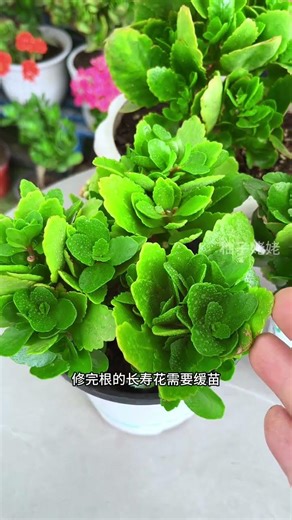 Repotting Kalanchoe After Pruning: A Complete Guide