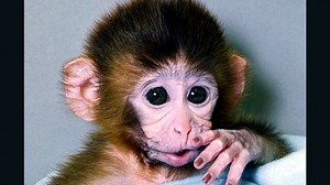Chinese scientists implant human genes into monkeys' brains