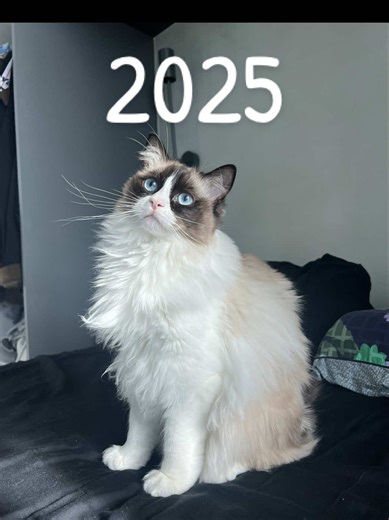 2025 with PC 🥹 She got fluffier and more toasted each month. #catsoftiktok #ragdoll